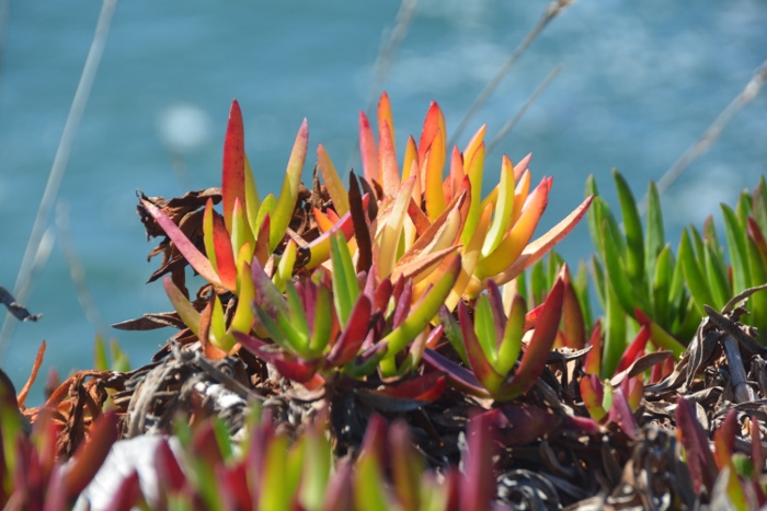 succulent grass on island rocks